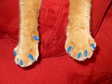 Cat paws with blue nails.