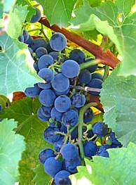 Belle grappe de raisins bleus