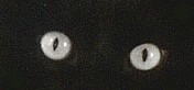 Les beaux yeux de mon chat René
