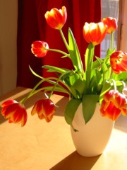 Bouquet de tulipes dans un vase blanc