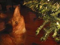 Spiff le chat bouffe le sapin